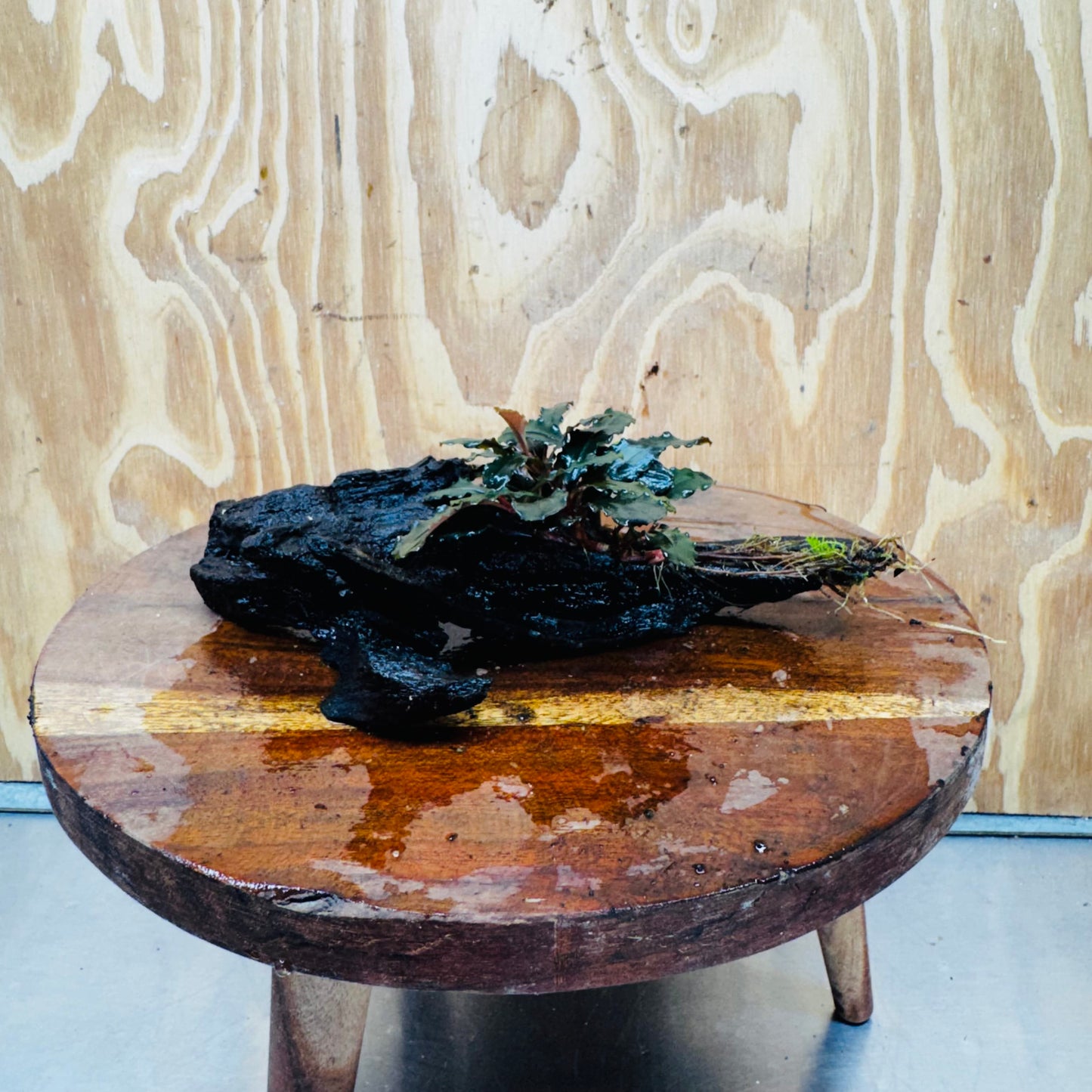 Scapeshop.com.au One Only Bucephalandra on Medium Driftwood - ONE ONLY - Creative Buy Bucephalandra on Medium Driftwood - ONE ONLY - Scapeshop Australia