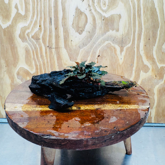 Scapeshop.com.au One Only Bucephalandra on Medium Driftwood - ONE ONLY - Creative Buy Bucephalandra on Medium Driftwood - ONE ONLY - Scapeshop Australia