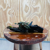 Scapeshop.com.au One Only Bucephalandra on Medium Driftwood - ONE ONLY - Creative Buy Bucephalandra on Medium Driftwood - ONE ONLY - Scapeshop Australia