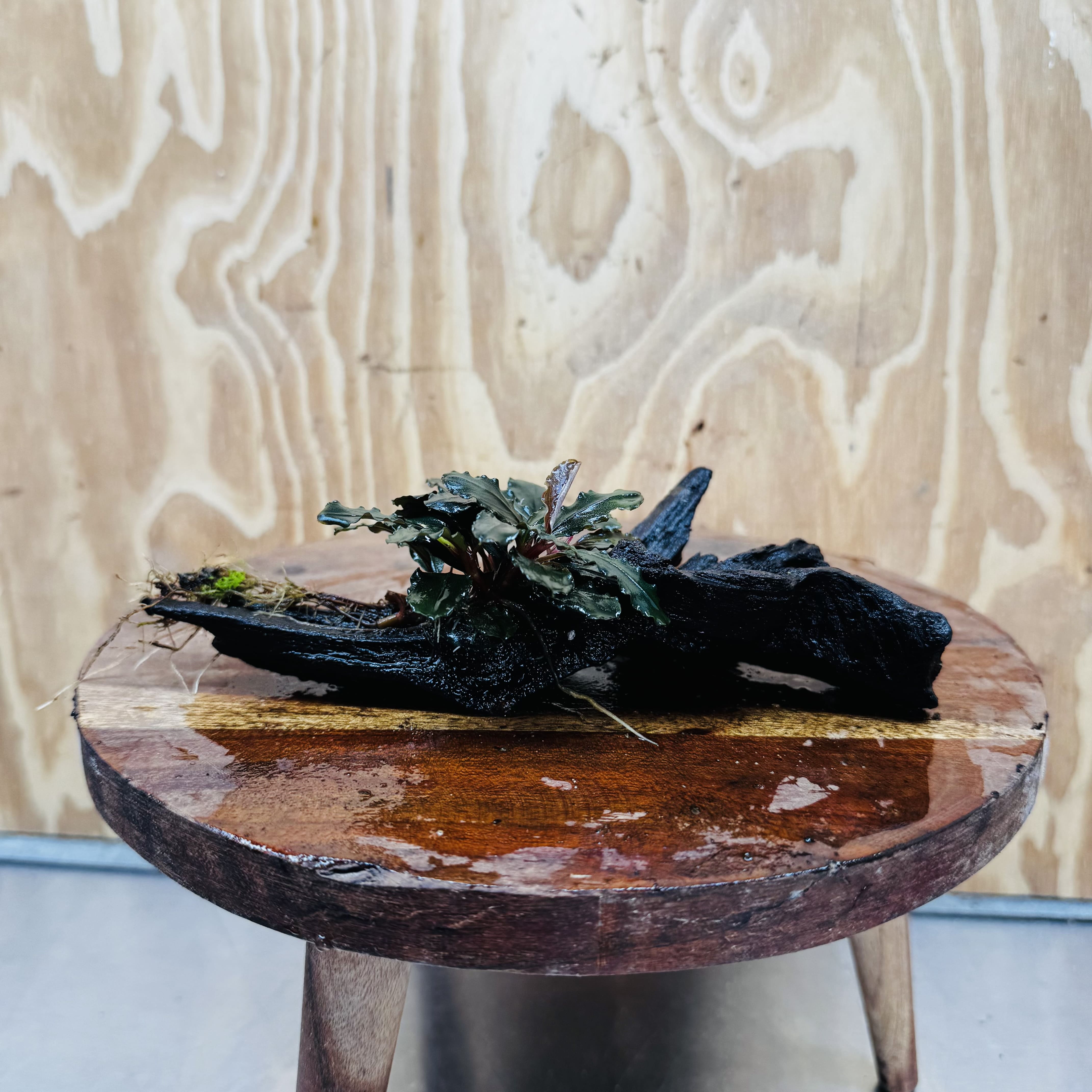 Scapeshop.com.au One Only Bucephalandra on Medium Driftwood - ONE ONLY - Creative Buy Bucephalandra on Medium Driftwood - ONE ONLY - Scapeshop Australia