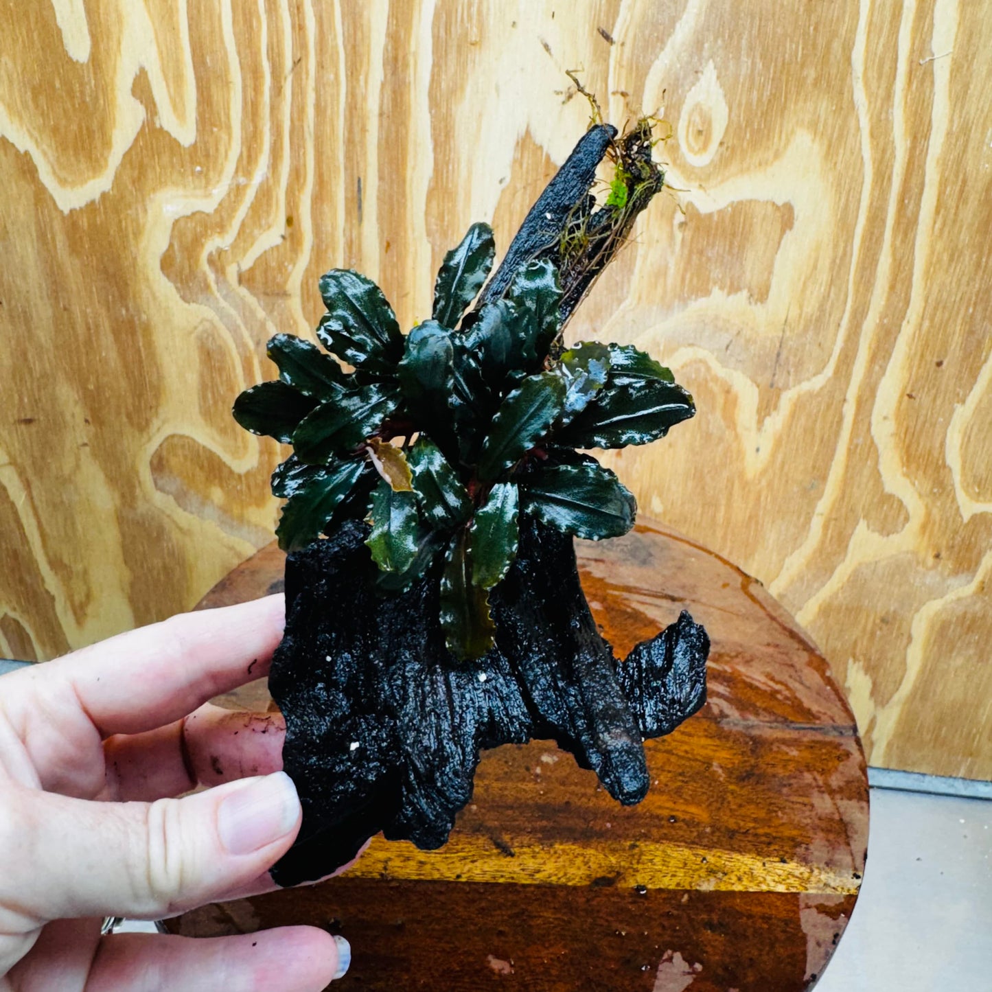 Scapeshop.com.au One Only Bucephalandra on Medium Driftwood - ONE ONLY - Creative Buy Bucephalandra on Medium Driftwood - ONE ONLY - Scapeshop Australia