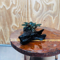 Scapeshop.com.au One Only Bucephalandra on Medium Driftwood - ONE ONLY - Creative Buy Bucephalandra on Medium Driftwood - ONE ONLY - Scapeshop Australia