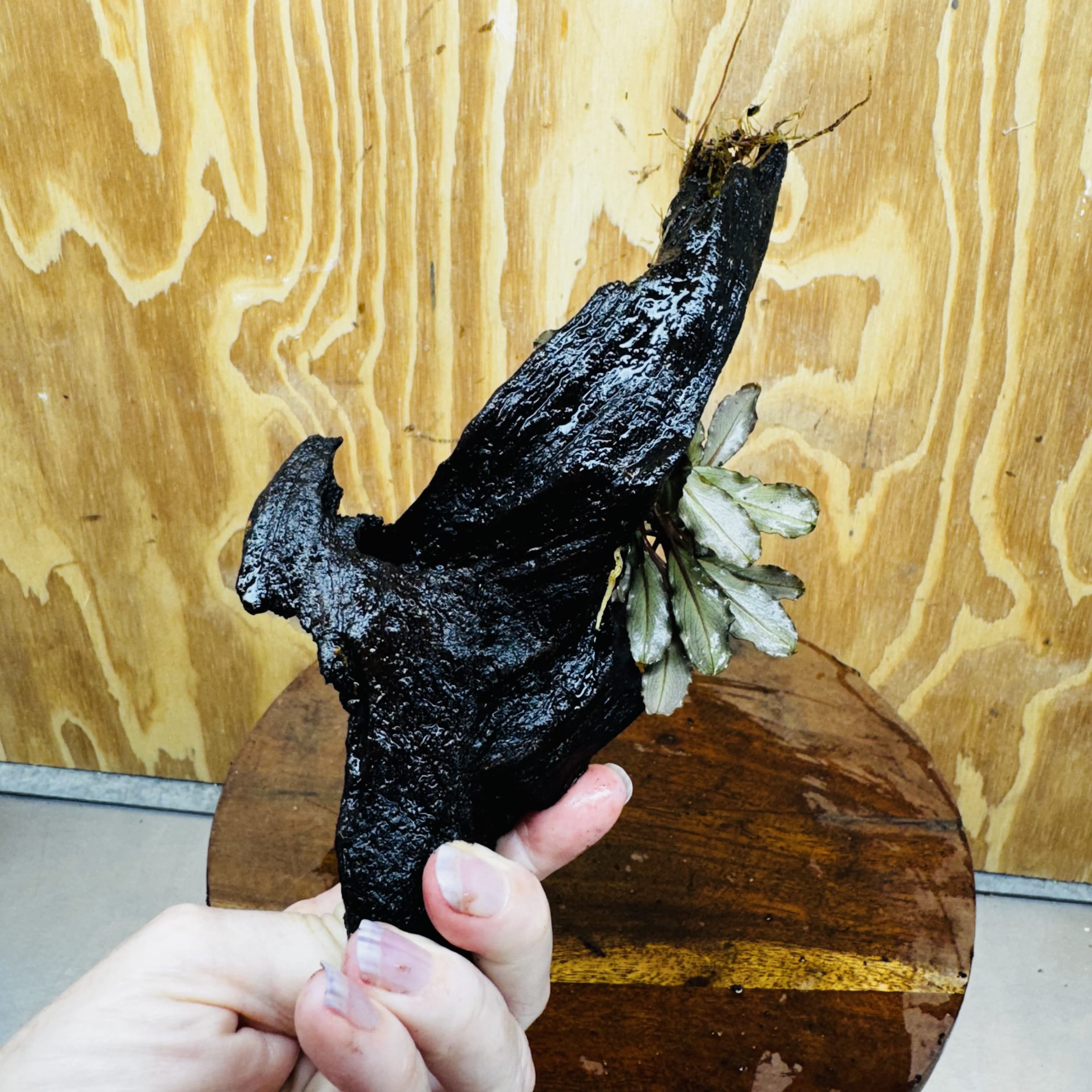 Scapeshop.com.au One Only Bucephalandra on Medium Driftwood - ONE ONLY - Creative Buy Bucephalandra on Medium Driftwood - ONE ONLY - Scapeshop Australia