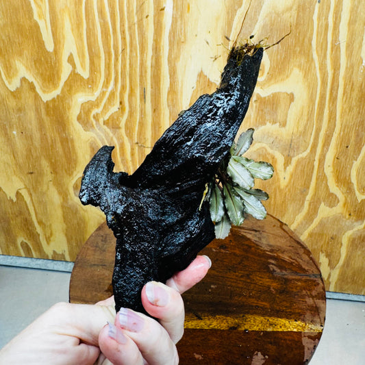 Scapeshop.com.au One Only Bucephalandra on Medium Driftwood - ONE ONLY - Creative Buy Bucephalandra on Medium Driftwood - ONE ONLY - Scapeshop Australia