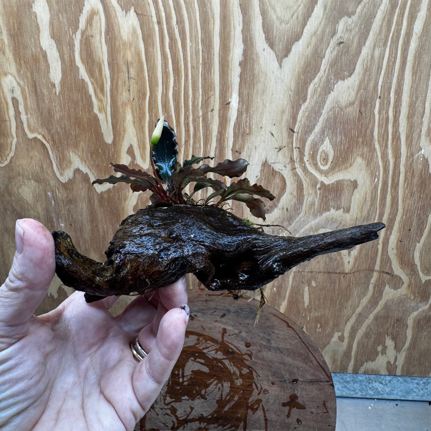 Scapeshop.com.au One Only Bucephalandra on Medium Driftwood - ONE ONLY - Creative Buy Bucephalandra on Medium Driftwood - ONE ONLY - Scapeshop Australia