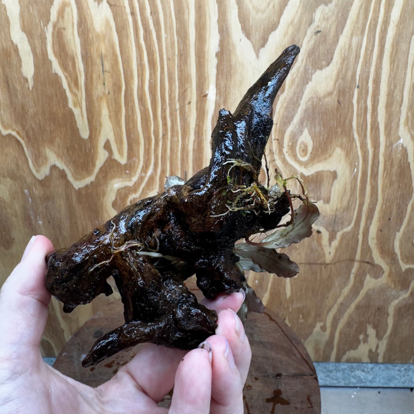 Scapeshop.com.au One Only Bucephalandra on Medium Driftwood - ONE ONLY - Creative Buy Bucephalandra on Medium Driftwood - ONE ONLY - Scapeshop Australia