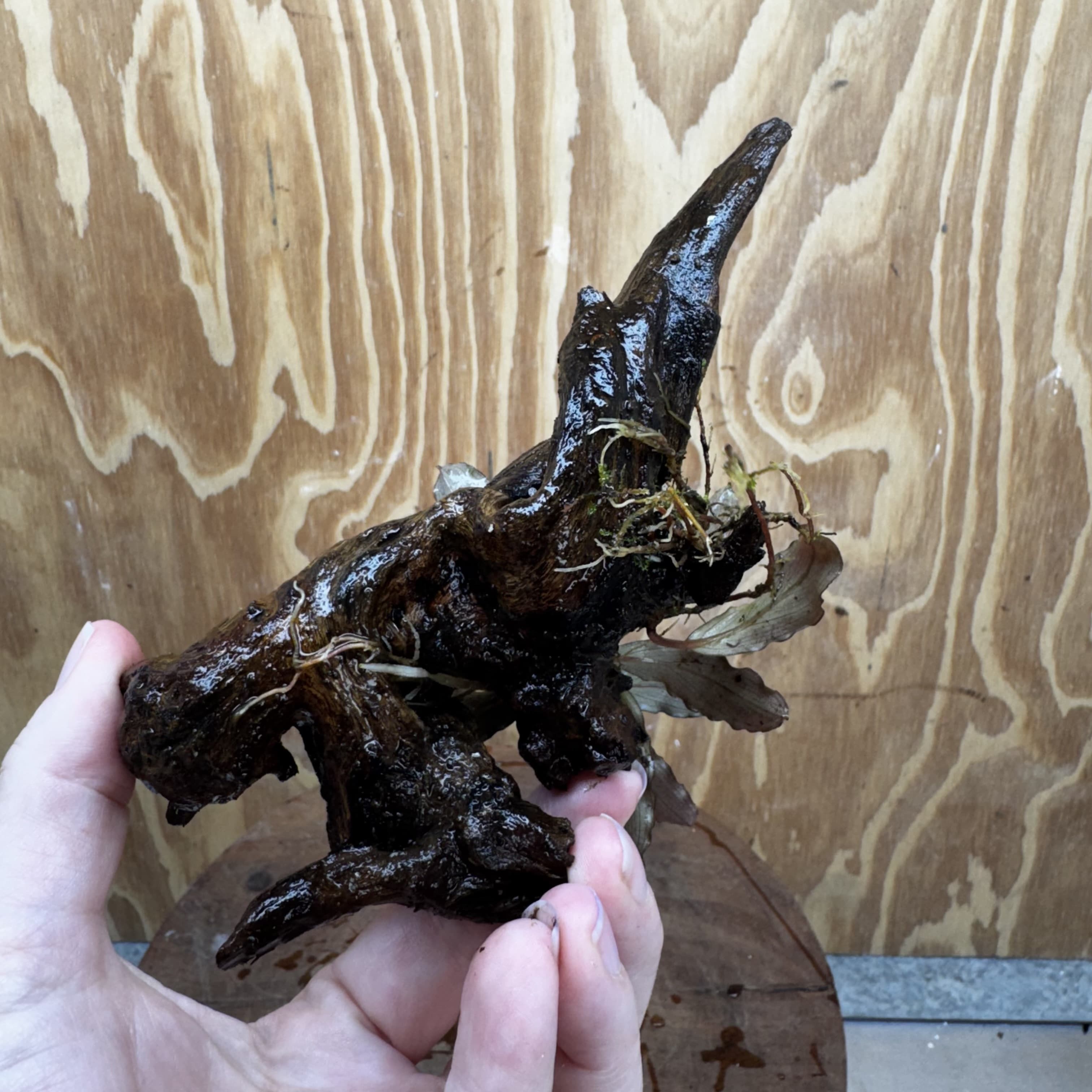 Scapeshop.com.au One Only Bucephalandra on Medium Driftwood - ONE ONLY - Creative Buy Bucephalandra on Medium Driftwood - ONE ONLY - Scapeshop Australia
