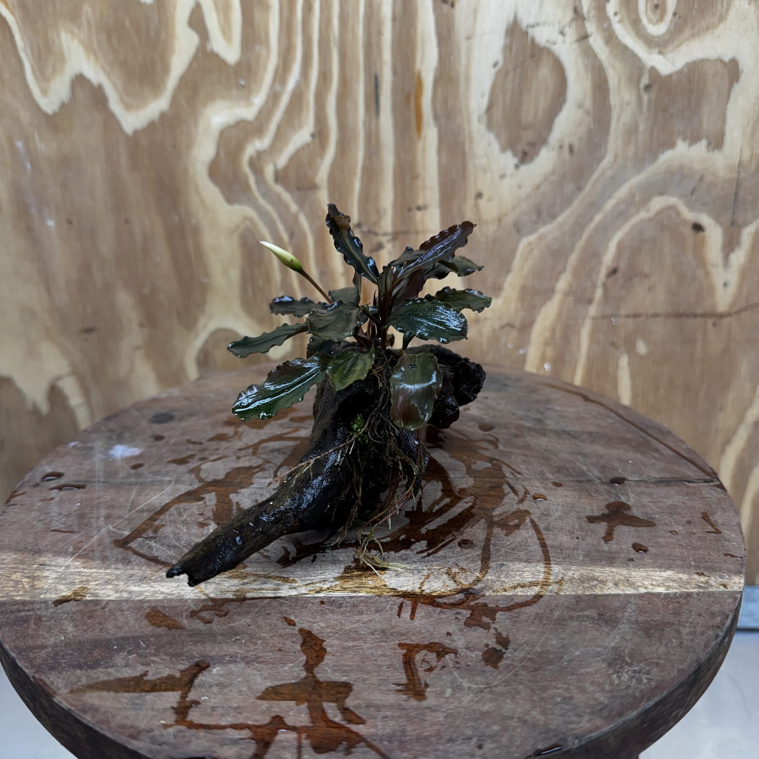 Scapeshop.com.au One Only Bucephalandra on Medium Driftwood - ONE ONLY - Creative Buy Bucephalandra on Medium Driftwood - ONE ONLY - Scapeshop Australia