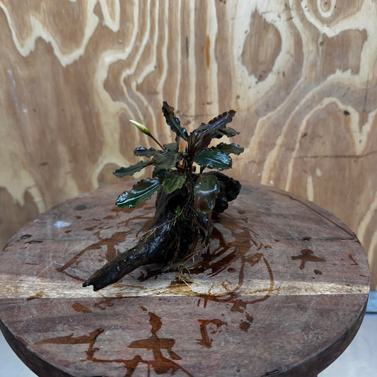 Scapeshop.com.au One Only Bucephalandra on Medium Driftwood - ONE ONLY - Creative Buy Bucephalandra on Medium Driftwood - ONE ONLY - Scapeshop Australia