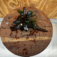 Scapeshop.com.au One Only Bucephalandra on Medium Driftwood - ONE ONLY - Creative Buy Bucephalandra on Medium Driftwood - ONE ONLY - Scapeshop Australia