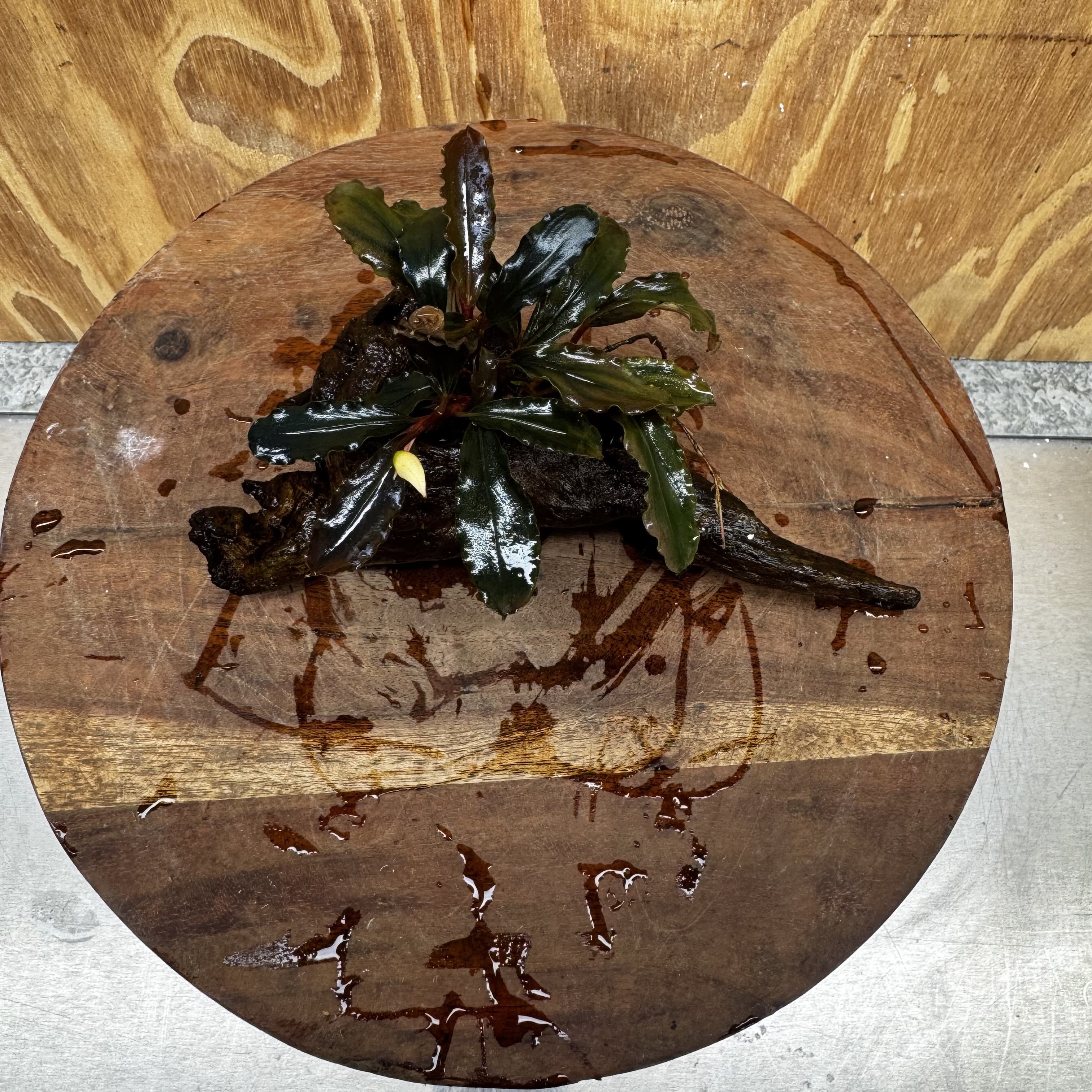 Scapeshop.com.au One Only Bucephalandra on Medium Driftwood - ONE ONLY - Creative Buy Bucephalandra on Medium Driftwood - ONE ONLY - Scapeshop Australia