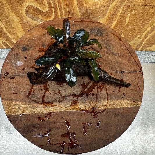 Scapeshop.com.au One Only Bucephalandra on Medium Driftwood - ONE ONLY - Creative Buy Bucephalandra on Medium Driftwood - ONE ONLY - Scapeshop Australia