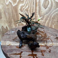 Scapeshop.com.au One Only Bucephalandra on Medium Driftwood - ONE ONLY - Creative Buy Bucephalandra on Medium Driftwood - ONE ONLY - Scapeshop Australia