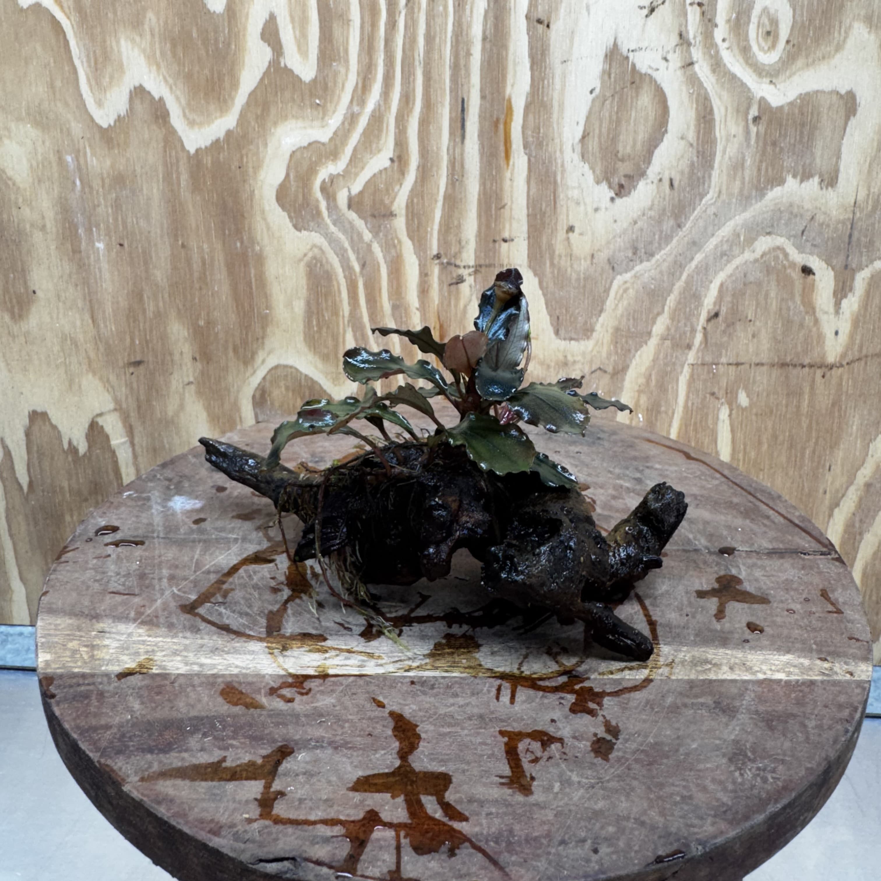 Scapeshop.com.au One Only Bucephalandra on Medium Driftwood - ONE ONLY - Creative Buy Bucephalandra on Medium Driftwood - ONE ONLY - Scapeshop Australia