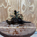 Scapeshop.com.au One Only Bucephalandra on Medium Driftwood - ONE ONLY - Creative Buy Bucephalandra on Medium Driftwood - ONE ONLY - Scapeshop Australia