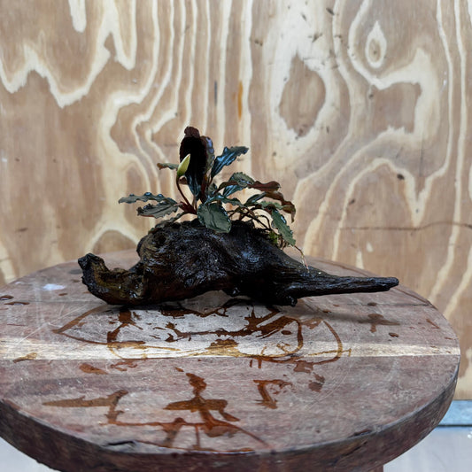 Scapeshop.com.au One Only Bucephalandra on Medium Driftwood - ONE ONLY - Creative Buy Bucephalandra on Medium Driftwood - ONE ONLY - Scapeshop Australia