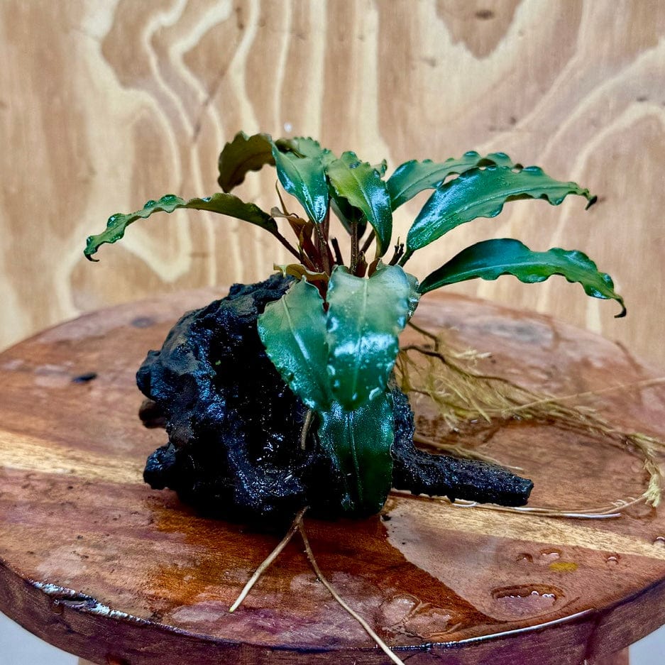 Scapeshop.com.au One Only Bucephalandra on Medium Driftwood - ONE ONLY - Elegant Bucephalandra on Medium Driftwood - ONE ONLY - Scapeshop Australia