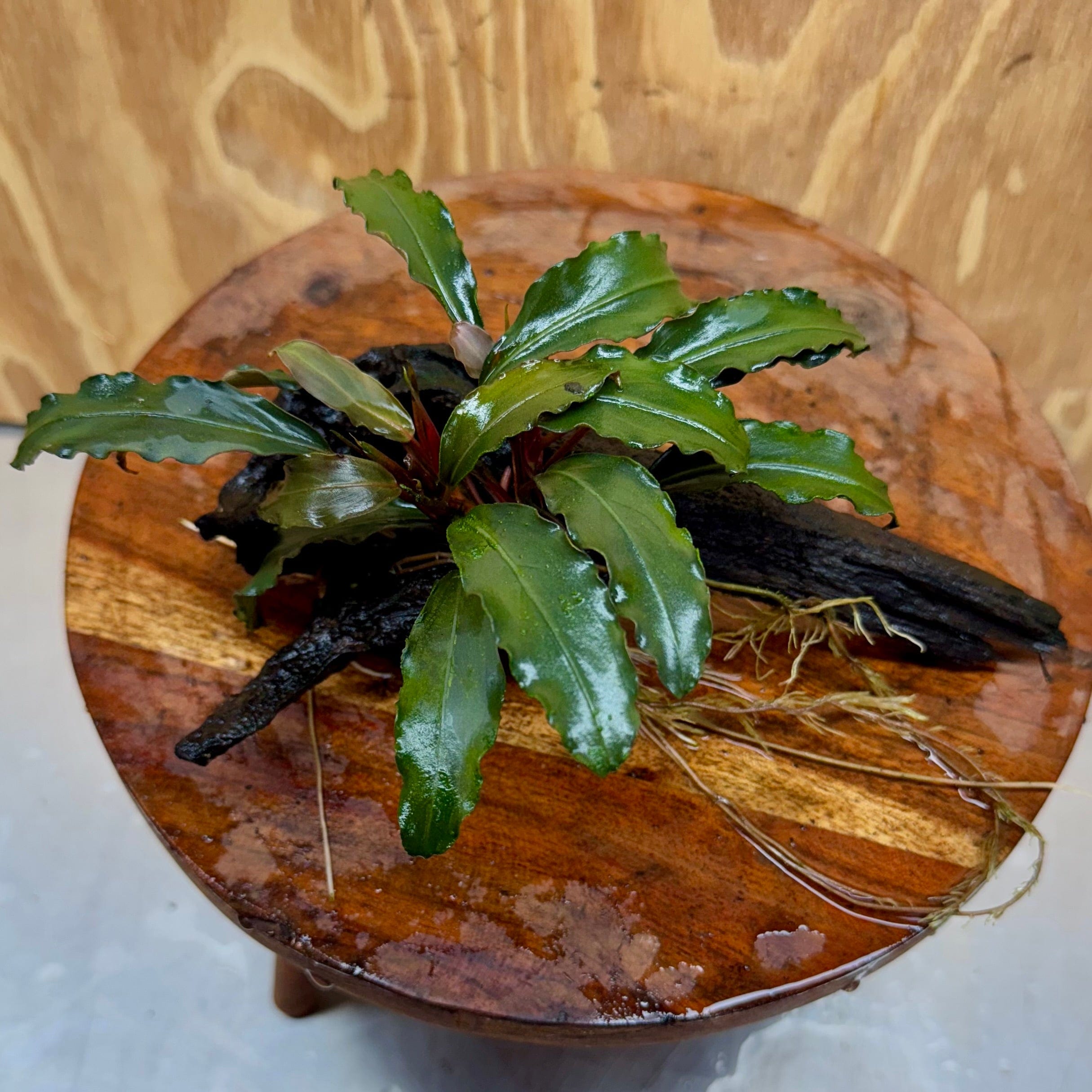 Scapeshop.com.au One Only Bucephalandra on Medium Driftwood - ONE ONLY - Elegant Bucephalandra on Medium Driftwood - ONE ONLY - Scapeshop Australia