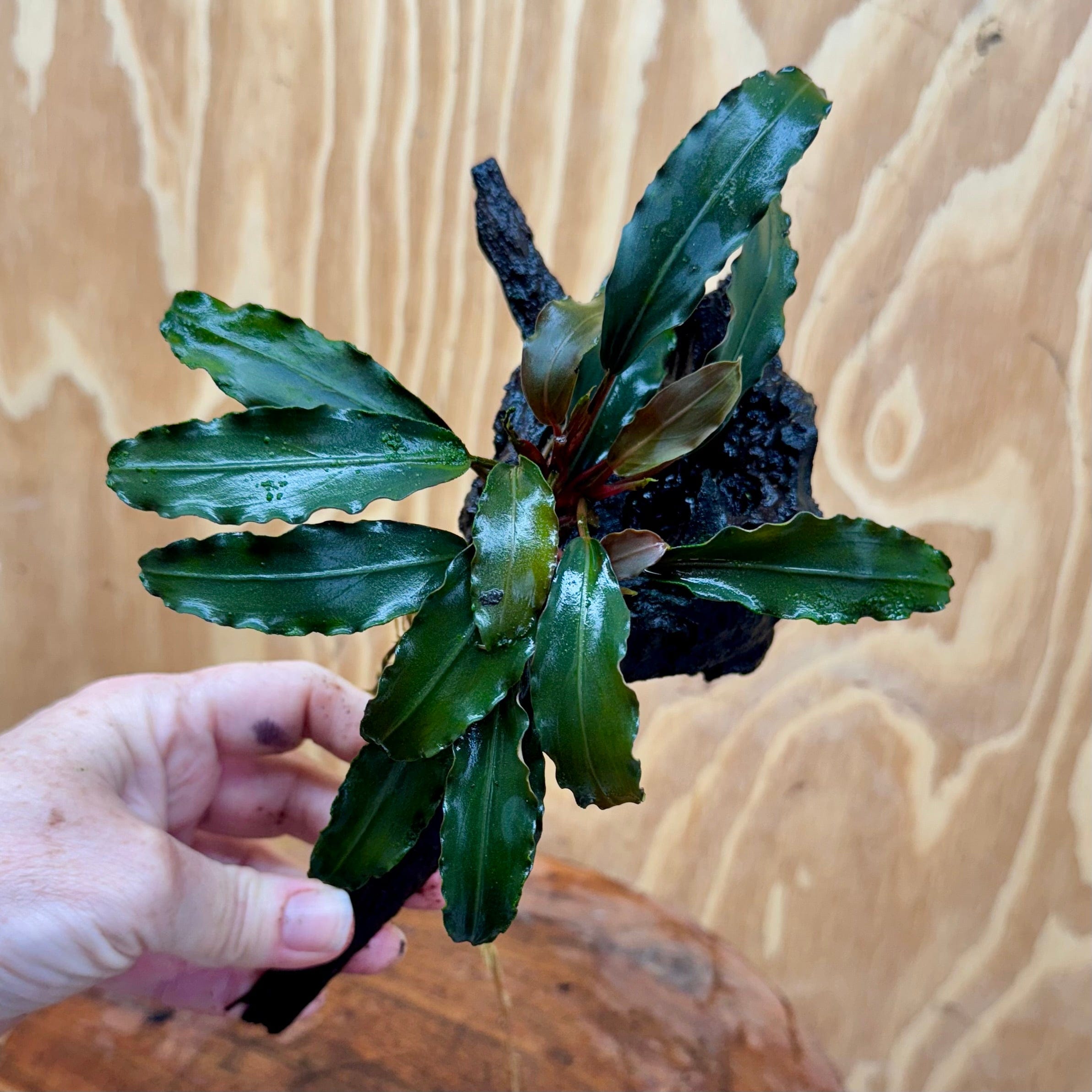 Scapeshop.com.au One Only Bucephalandra on Medium Driftwood - ONE ONLY - Elegant Bucephalandra on Medium Driftwood - ONE ONLY - Scapeshop Australia