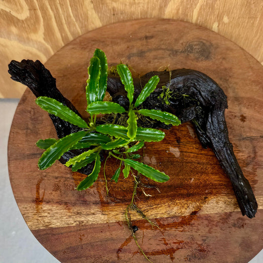 Scapeshop.com.au One Only Bucephalandra on Medium Driftwood - ONE ONLY - Elegant Bucephalandra on Medium Driftwood - ONE ONLY - Scapeshop Australia