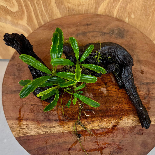 Scapeshop.com.au One Only Bucephalandra on Medium Driftwood - ONE ONLY - Elegant Bucephalandra on Medium Driftwood - ONE ONLY - Scapeshop Australia