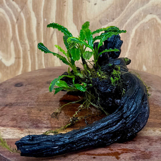 Scapeshop.com.au One Only Bucephalandra on Medium Driftwood - ONE ONLY - Elegant Bucephalandra on Medium Driftwood - ONE ONLY - Scapeshop Australia