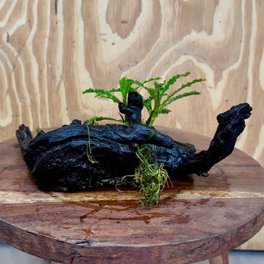 Scapeshop.com.au One Only Bucephalandra on Medium Driftwood - ONE ONLY - Elegant Bucephalandra on Medium Driftwood - ONE ONLY - Scapeshop Australia