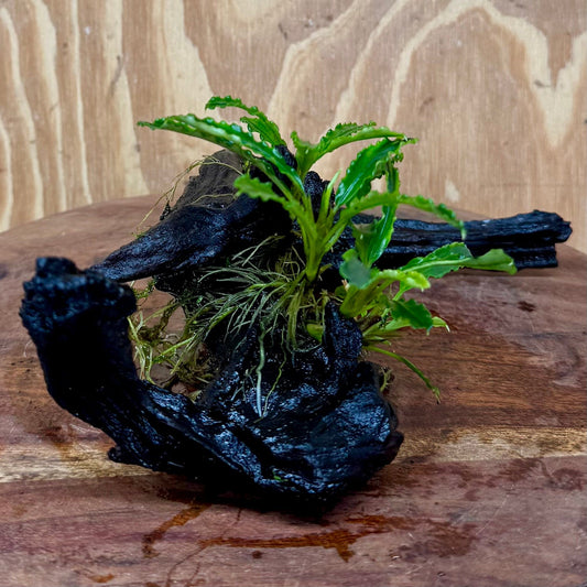 Scapeshop.com.au One Only Bucephalandra on Medium Driftwood - ONE ONLY - Elegant Bucephalandra on Medium Driftwood - ONE ONLY - Scapeshop Australia