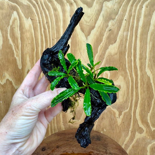 Scapeshop.com.au One Only Bucephalandra on Medium Driftwood - ONE ONLY - Elegant Bucephalandra on Medium Driftwood - ONE ONLY - Scapeshop Australia