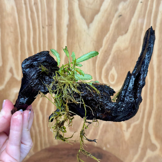 Scapeshop.com.au One Only Bucephalandra on Medium Driftwood - ONE ONLY - Elegant Bucephalandra on Medium Driftwood - ONE ONLY - Scapeshop Australia