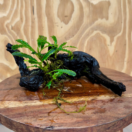Scapeshop.com.au One Only Bucephalandra on Medium Driftwood - ONE ONLY - Elegant Bucephalandra on Medium Driftwood - ONE ONLY - Scapeshop Australia