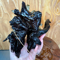 Scapeshop.com.au One Only Bucephalandra on Medium Driftwood - ONE ONLY - Elegant Bucephalandra on Medium Driftwood - ONE ONLY - Scapeshop Australia