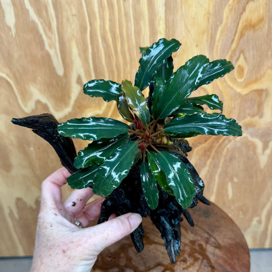 Scapeshop.com.au One Only Bucephalandra on Medium Driftwood - ONE ONLY - Elegant Bucephalandra on Medium Driftwood - ONE ONLY - Scapeshop Australia