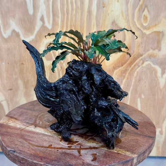 Scapeshop.com.au One Only Bucephalandra on Medium Driftwood - ONE ONLY - Elegant Bucephalandra on Medium Driftwood - ONE ONLY - Scapeshop Australia