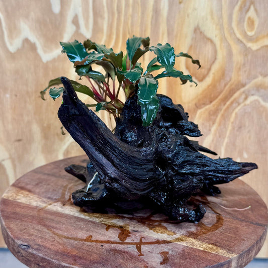Scapeshop.com.au One Only Bucephalandra on Medium Driftwood - ONE ONLY - Elegant Bucephalandra on Medium Driftwood - ONE ONLY - Scapeshop Australia