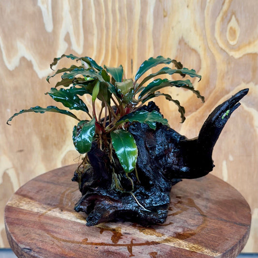 Scapeshop.com.au One Only Bucephalandra on Medium Driftwood - ONE ONLY - Elegant Bucephalandra on Medium Driftwood - ONE ONLY - Scapeshop Australia