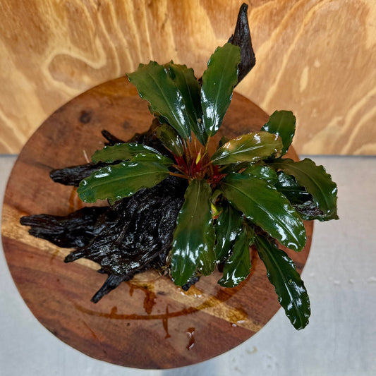 Scapeshop.com.au One Only Bucephalandra on Medium Driftwood - ONE ONLY - Elegant Bucephalandra on Medium Driftwood - ONE ONLY - Scapeshop Australia
