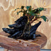 Scapeshop.com.au One Only Bucephalandra on Medium Driftwood - ONE ONLY - Elegant Bucephalandra on Medium Driftwood - ONE ONLY - Scapeshop Australia