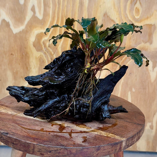 Scapeshop.com.au One Only Bucephalandra on Medium Driftwood - ONE ONLY - Elegant Bucephalandra on Medium Driftwood - ONE ONLY - Scapeshop Australia