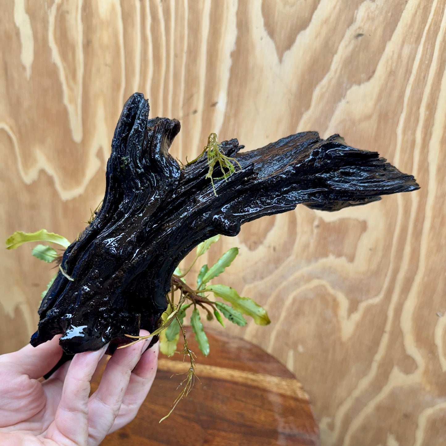 Scapeshop.com.au One Only Bucephalandra on Medium Driftwood - ONE ONLY - Elegant Bucephalandra on Medium Driftwood - ONE ONLY - Scapeshop Australia