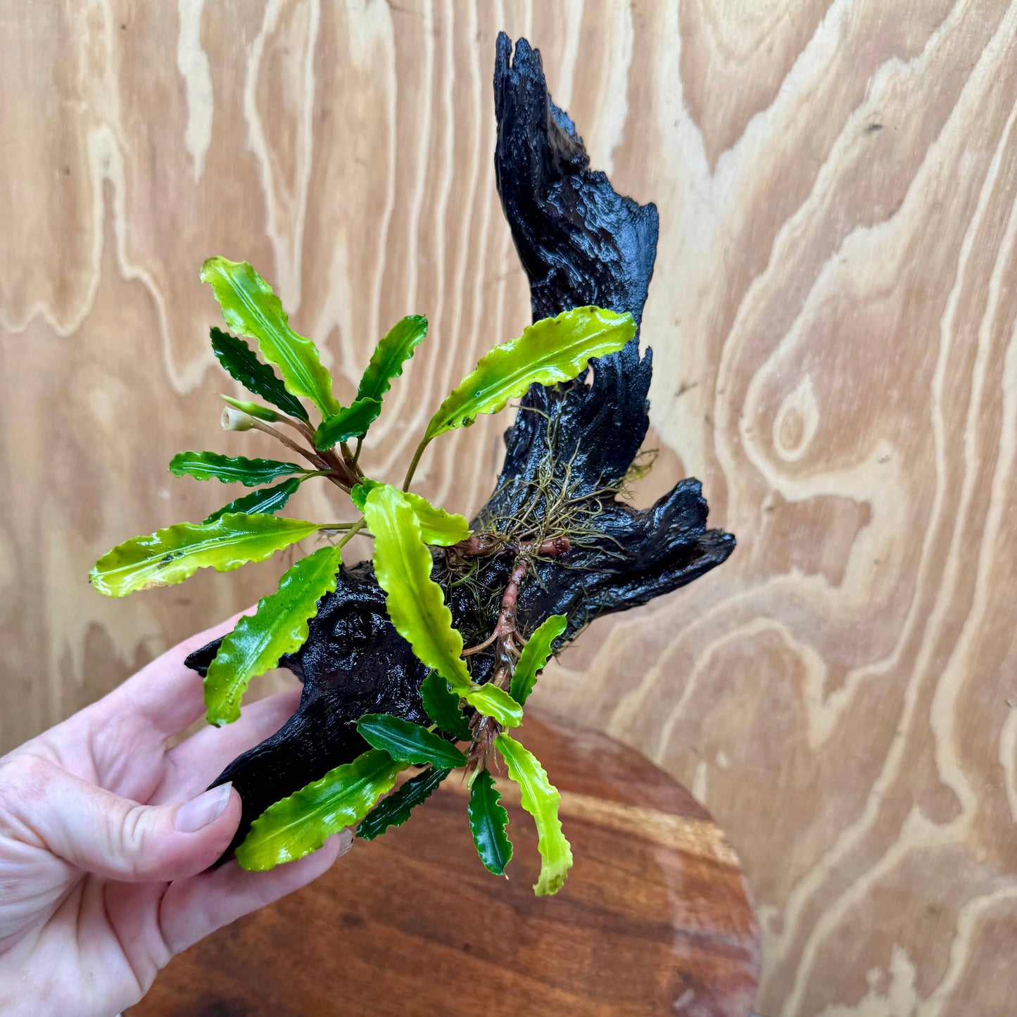 Scapeshop.com.au One Only Bucephalandra on Medium Driftwood - ONE ONLY - Elegant Bucephalandra on Medium Driftwood - ONE ONLY - Scapeshop Australia