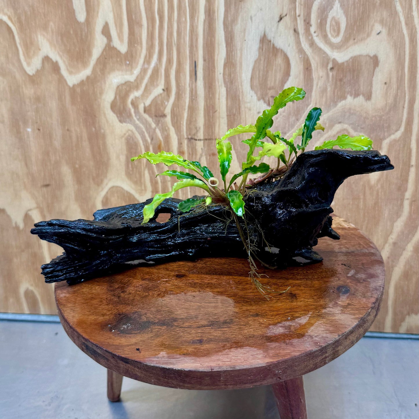 Scapeshop.com.au One Only Bucephalandra on Medium Driftwood - ONE ONLY - Elegant Bucephalandra on Medium Driftwood - ONE ONLY - Scapeshop Australia