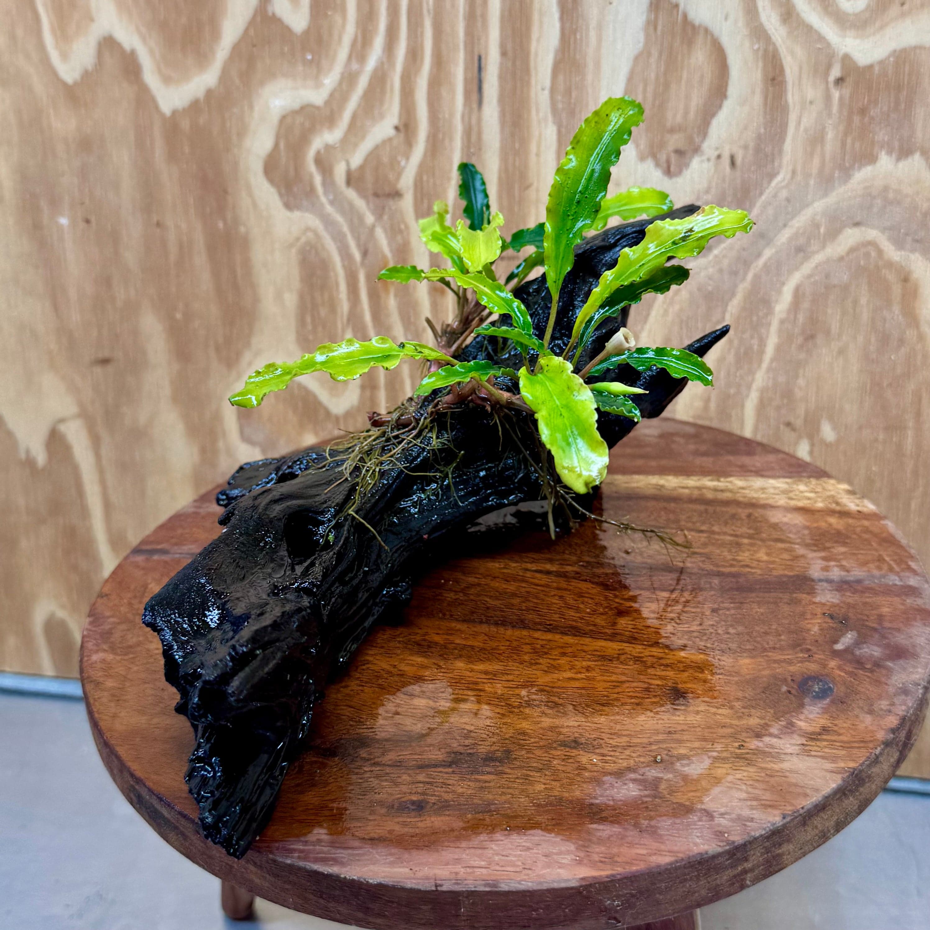 Scapeshop.com.au One Only Bucephalandra on Medium Driftwood - ONE ONLY - Elegant Bucephalandra on Medium Driftwood - ONE ONLY - Scapeshop Australia