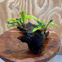 Scapeshop.com.au One Only Bucephalandra on Medium Driftwood - ONE ONLY - Elegant Bucephalandra on Medium Driftwood - ONE ONLY - Scapeshop Australia