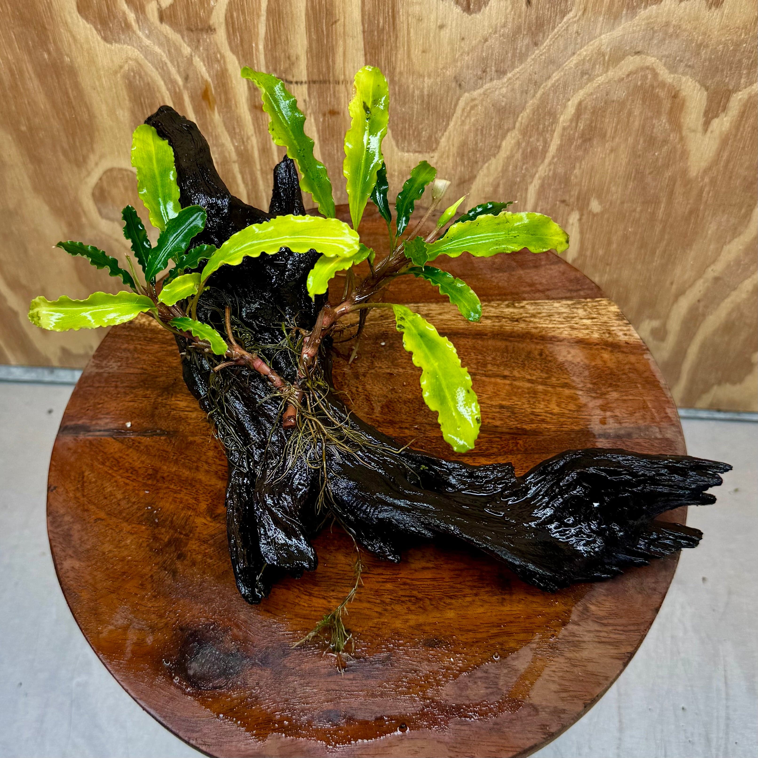 Scapeshop.com.au One Only Bucephalandra on Medium Driftwood - ONE ONLY - Elegant Bucephalandra on Medium Driftwood - ONE ONLY - Scapeshop Australia