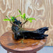Scapeshop.com.au One Only Bucephalandra on Medium Driftwood - ONE ONLY - Elegant Bucephalandra on Medium Driftwood - ONE ONLY - Scapeshop Australia