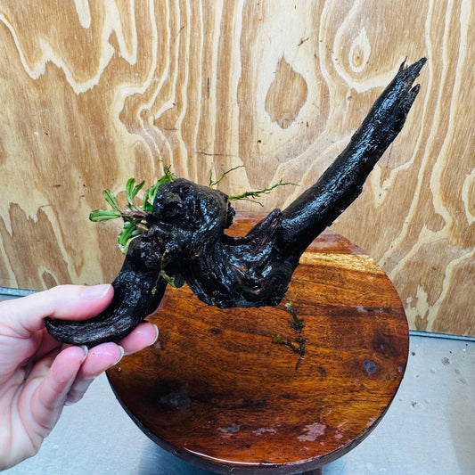 Scapeshop.com.au One Only Bucephalandra on Medium Driftwood - ONE ONLY - Elegant Bucephalandra on Medium Driftwood - ONE ONLY - Scapeshop Australia