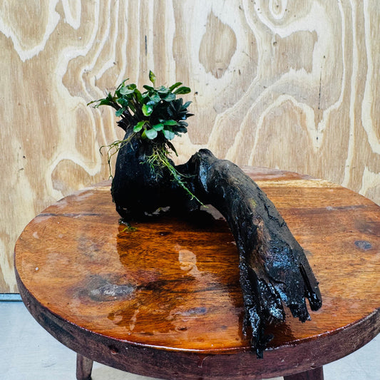 Scapeshop.com.au One Only Bucephalandra on Medium Driftwood - ONE ONLY - Elegant Bucephalandra on Medium Driftwood - ONE ONLY - Scapeshop Australia