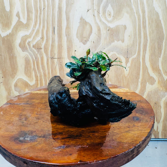 Scapeshop.com.au One Only Bucephalandra on Medium Driftwood - ONE ONLY - Elegant Bucephalandra on Medium Driftwood - ONE ONLY - Scapeshop Australia