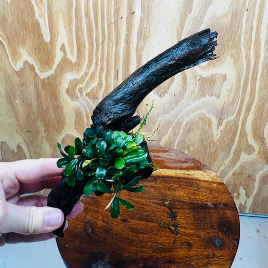 Scapeshop.com.au One Only Bucephalandra on Medium Driftwood - ONE ONLY - Elegant Bucephalandra on Medium Driftwood - ONE ONLY - Scapeshop Australia